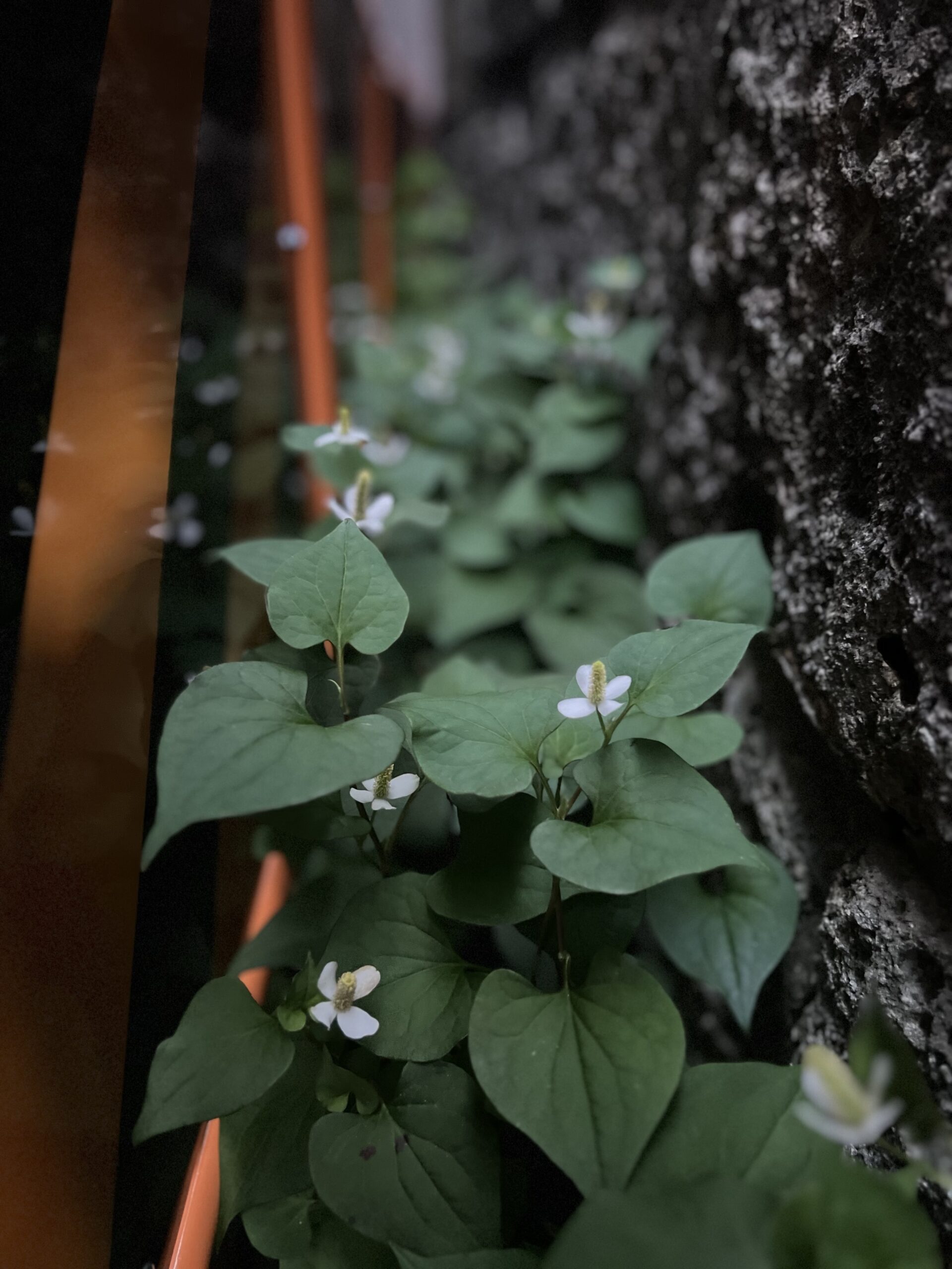 光と音の饗宴！辺久の森・花火大会 2025